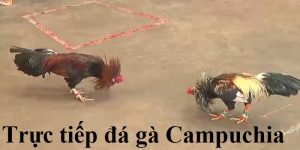 trực tiếp đá gà Campuchia